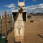 Highlight of my New Mexico trip/life: HAND FEEDING ALPACAS!!!